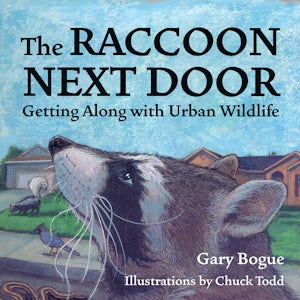 The Raccoon Next Door